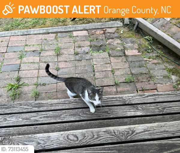 Found/Stray Male Cat last seen Timothy Ln, Chapel Hill, 27516, Orange County, NC 27516