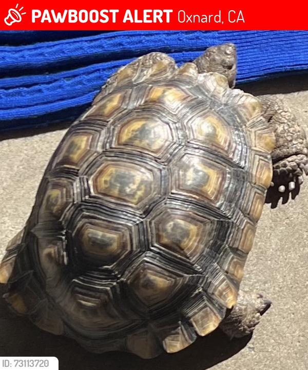 Lost Male Reptile last seen Johnson Rd, Oxnard 93033, Oxnard, CA 93033