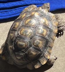 Lost Male Reptile last seen Johnson Rd, Oxnard 93033, Oxnard, CA 93033