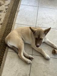 Lost Male Dog last seen Murdock Blvd, Orlando FL., Orlando, FL 32825