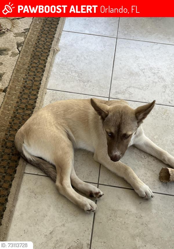 Lost Male Dog last seen Murdock Blvd, Orlando FL., Orlando, FL 32825