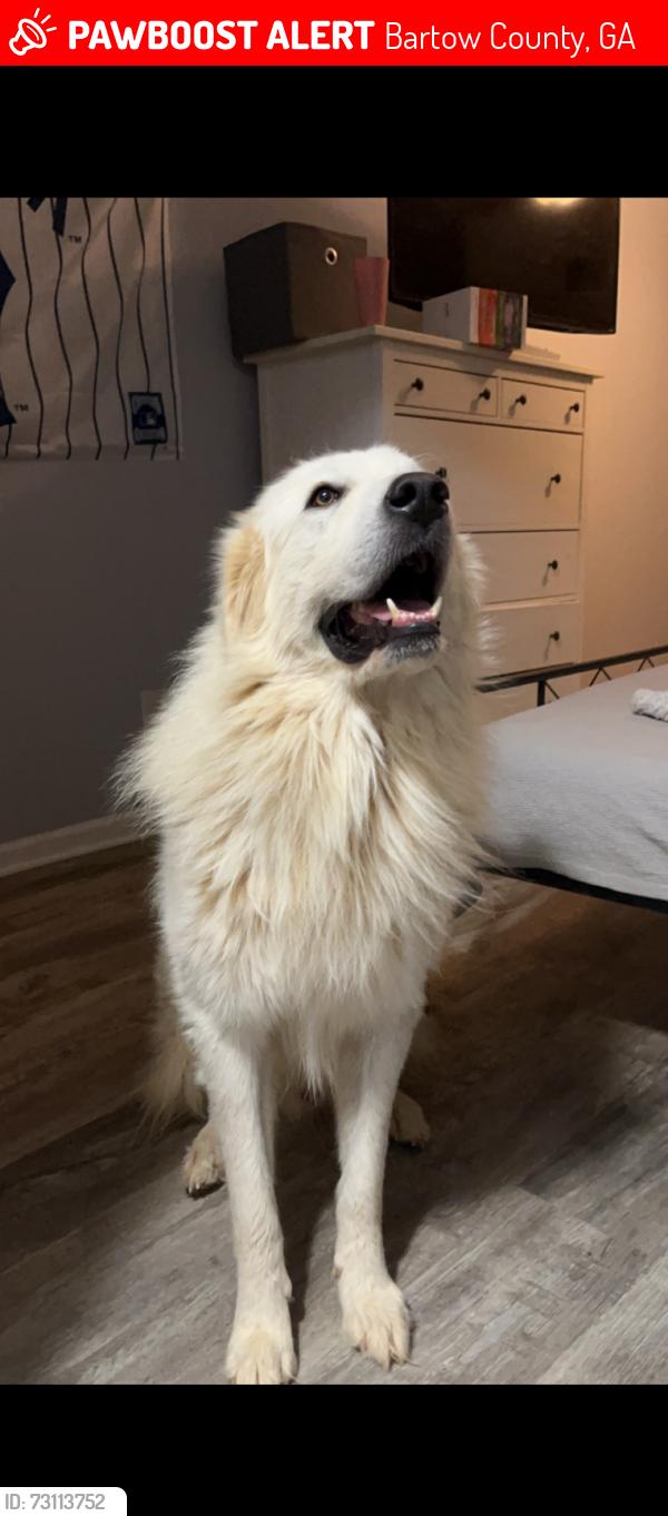 Lost Male Dog last seen Norton road, Bartow County, GA 30145