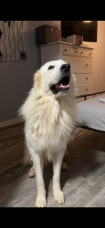 Lost Male Dog last seen Norton road, Bartow County, GA 30145