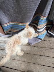 Reunited Female Dog last seen Near military road s 193 pl, SeaTac, WA 98188