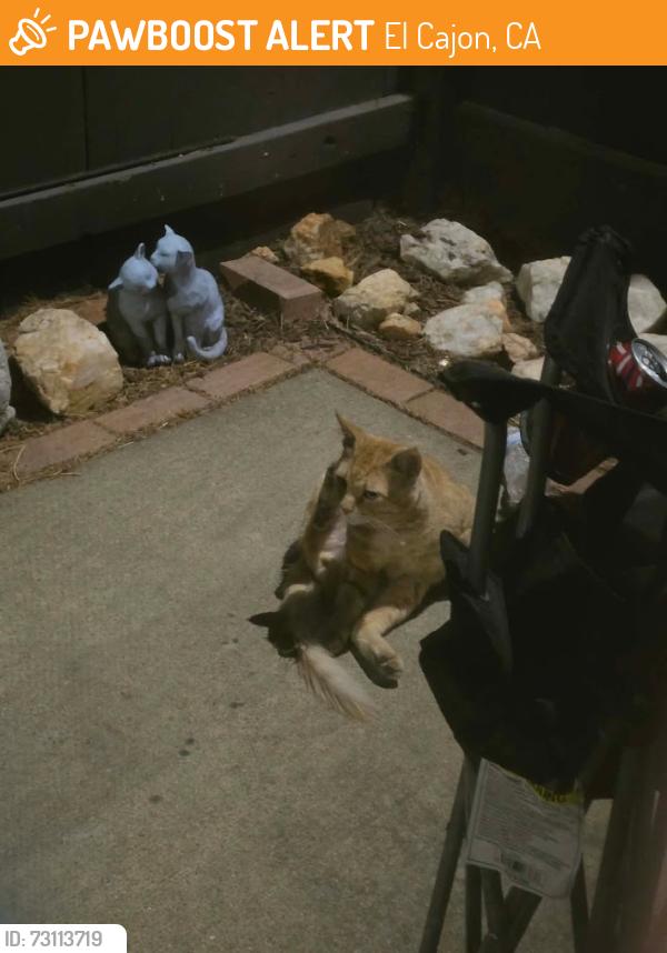 Found/Stray Unknown Cat last seen Near, El Cajon, CA 92019