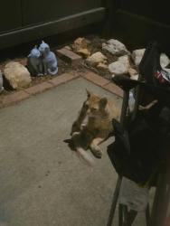 Found/Stray Unknown Cat last seen Near, El Cajon, CA 92019