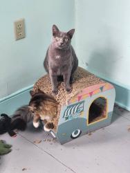 Reunited Female Cat last seen Near Hillcrest Road, Lancaster, PA, 17603, Lancaster, PA 17603