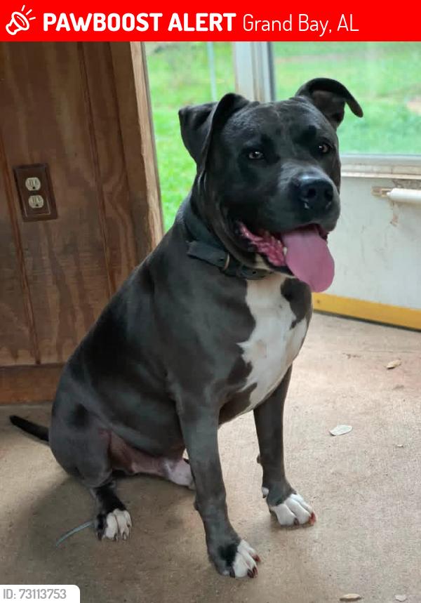 Lost Female Dog last seen Hw 188, Grand Bay, AL 36541