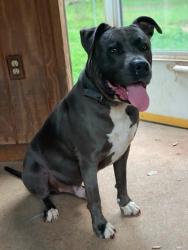 Lost Female Dog last seen Hw 188, Grand Bay, AL 36541