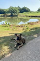 Found/Stray Female Dog last seen Near Golf Club Dr, Arlington, TX 76001, Arlington, TX 76001