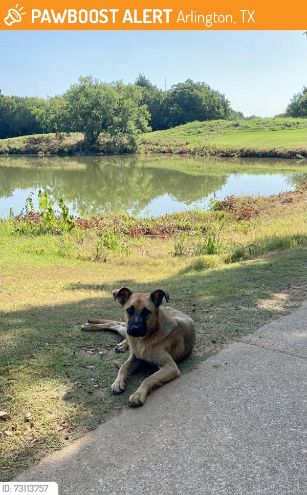 Found/Stray Female Dog last seen Near Golf Club Dr, Arlington, TX 76001, Arlington, TX 76001