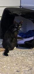 Found/Stray Female Cat last seen Herriott and Walnut Street, Franklin, IN 46131