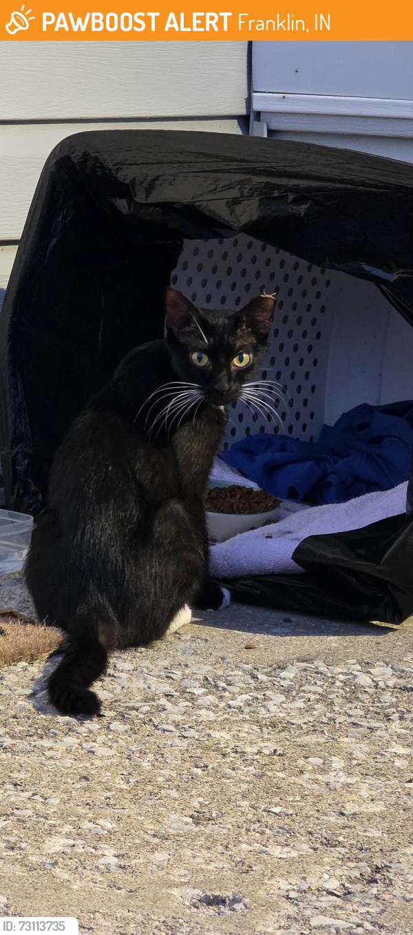 Found/Stray Female Cat last seen Herriott and Walnut Street, Franklin, IN 46131