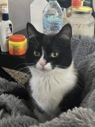 Reunited Female Cat last seen Crestone ln, Colorado Springs, CO 80905