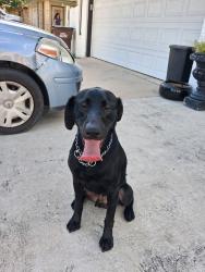 Reunited Male Dog last seen Gulf shore Bob and Farmington, San Antonio, TX 78244