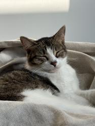 Lost Female Cat last seen South brasewood and buffalo speedway, Houston, TX 77025