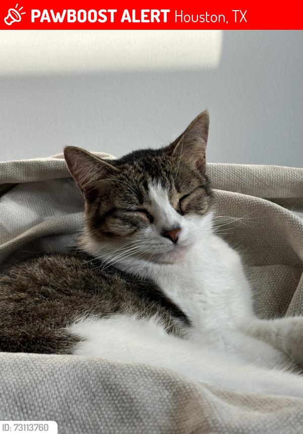 Lost Female Cat last seen South brasewood and buffalo speedway, Houston, TX 77025