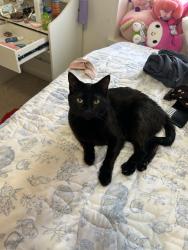 Reunited Female Cat last seen Near Walker Dr NE, Albuquerque, NM 87112, USA, Albuquerque, NM 87112