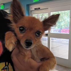 Shelter Stray Female Dog last seen , 4900 Milgen Rd, Columbus, GA 31907, USA