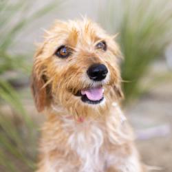 Shelter Stray Female Dog last seen , 4575 E Mesquite Ave, Palm Springs, CA 92264, USA