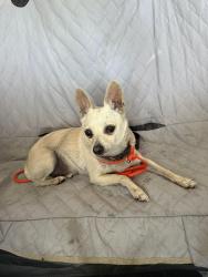 Found/Stray Male Dog last seen By navy base 32nd street, San Diego, CA 92113