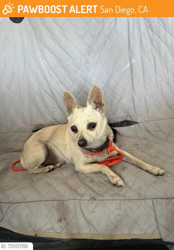 Found/Stray Male Dog last seen By navy base 32nd street, San Diego, CA 92113