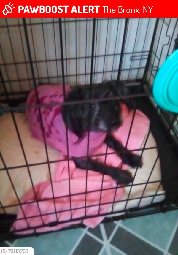 Lost Female Dog last seen Willis ave, The Bronx, NY 10454