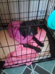 Lost Female Dog last seen Willis ave, The Bronx, NY 10454
