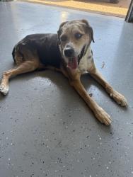 Reunited Female Dog last seen HWY 380 and Magnolia, Aubrey, TX 76227