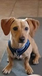 Reunited Male Dog last seen 86th and Portland, Minneapolis, MN 55420