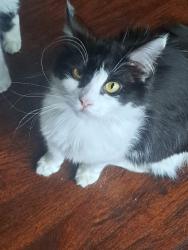 Reunited Female Cat last seen Water World, Thornton, CO 80260