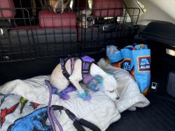 Reunited Female Dog last seen Near 12255 Kirkham Rd #100, Poway, CA 92064, Poway, CA 92064