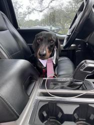 Reunited Male Dog last seen Overlook pkwy and canyon golf, San Antonio, TX 78260