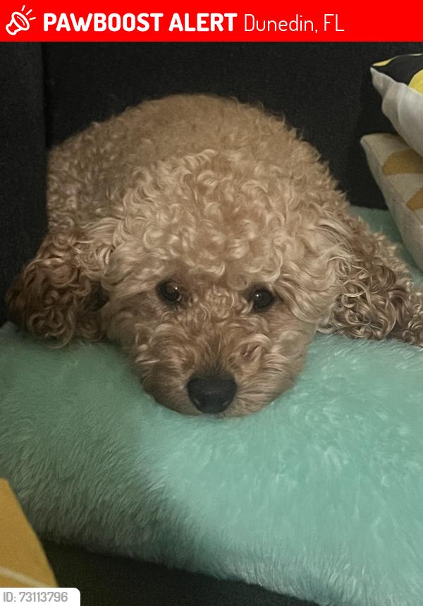 Lost Female Dog last seen Dunedin and belcher near sunoco gas station, Dunedin, FL 34698