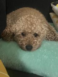 Lost Female Dog last seen Dunedin and belcher near sunoco gas station, Dunedin, FL 34698