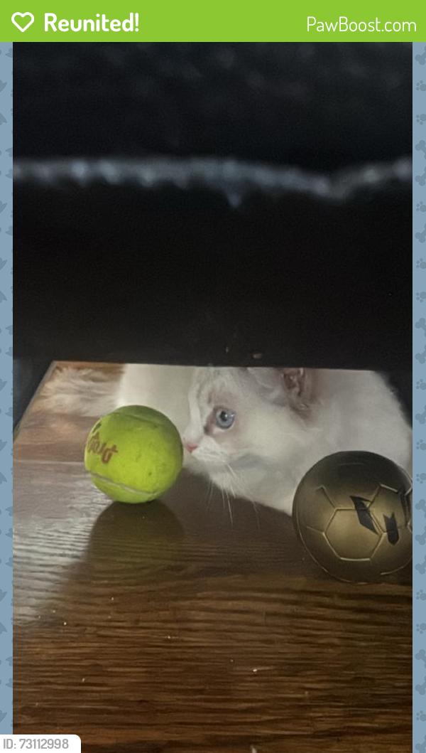 Reunited Unknown Cat last seen Coppard Glen Public School, Markham, ON 