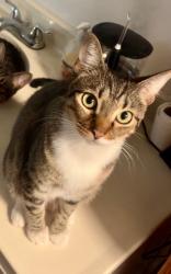 Lost Female Cat last seen Close to Goodwill, Concord, CA 94521