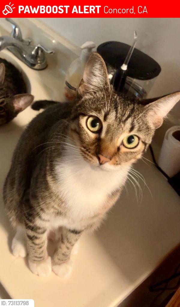 Lost Female Cat last seen Close to Goodwill, Concord, CA 94521