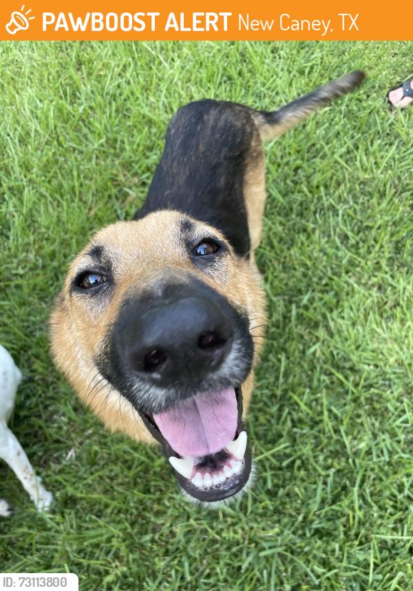 Found/Stray Male Dog last seen Northcrest Ranch section 3, New Caney, TX 77357