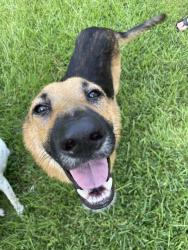 Found/Stray Male Dog last seen Northcrest Ranch section 3, New Caney, TX 77357