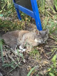 Found/Stray Female Cat last seen In front of the Windjammer, Isle of Palms, SC 29451