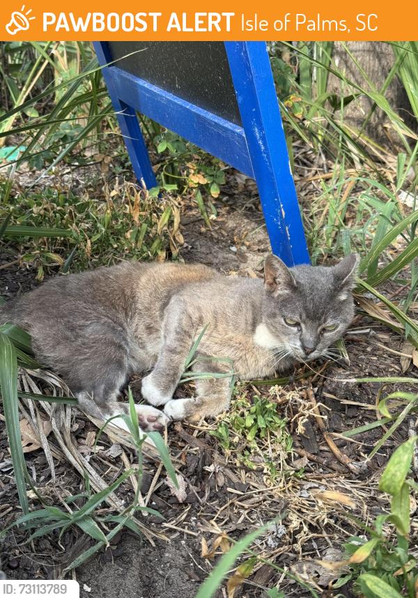Found/Stray Female Cat last seen In front of the Windjammer, Isle of Palms, SC 29451