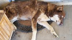 Reunited Male Dog last seen Yuba St and Temecula Ave, Hesperia, CA 92345