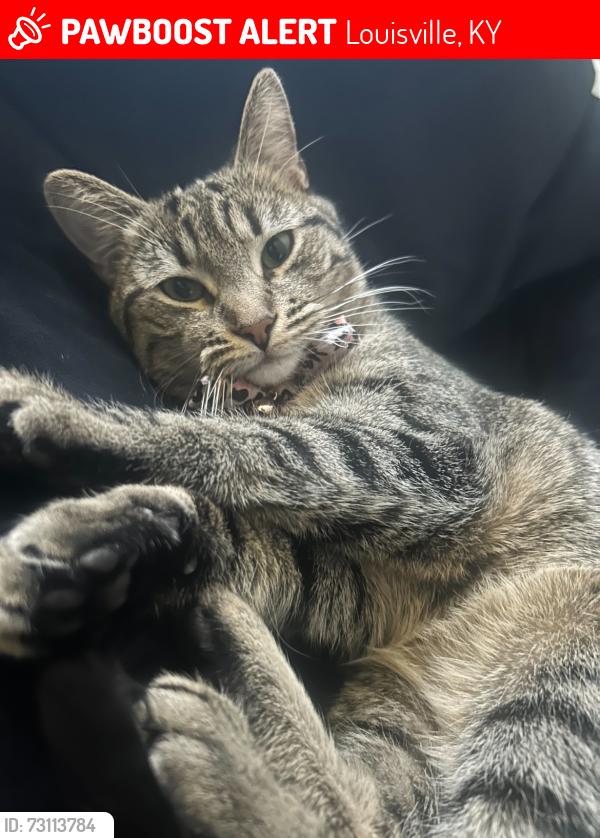 Lost Female Cat last seen Fruitwood and Leemont, Louisville, KY 40272