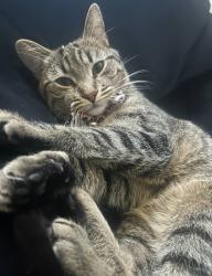 Lost Female Cat last seen Fruitwood and Leemont, Louisville, KY 40272