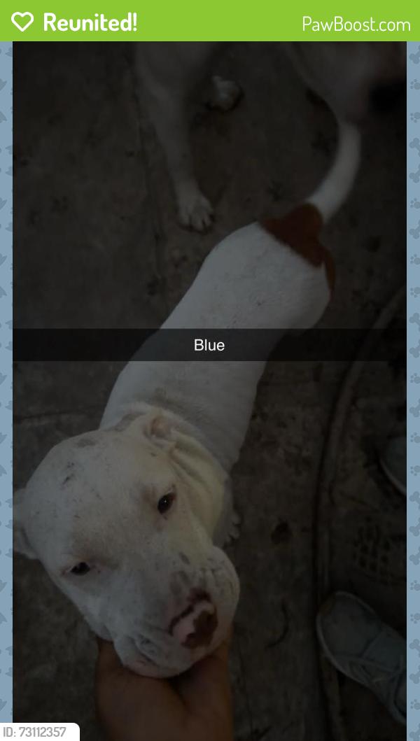 Reunited Male Dog last seen Nw 5th ct, Fort Lauderdale, FL 33312