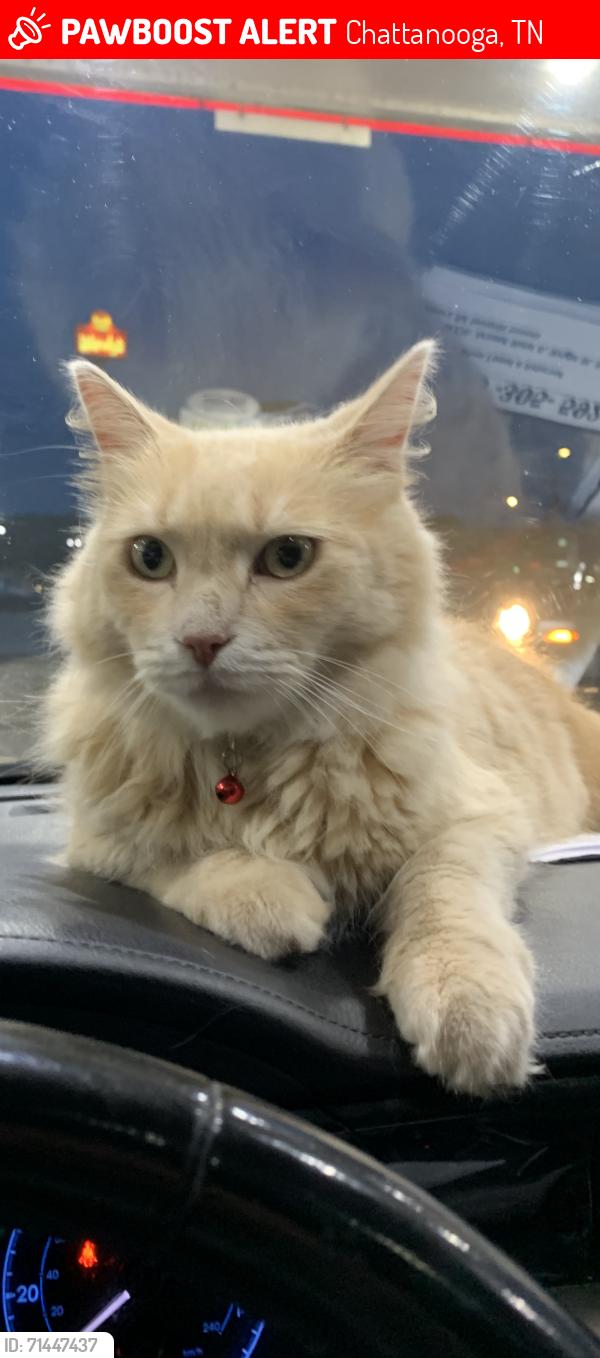 Lost Male Cat last seen Redwood Dr, Royal Dr, honestly this boy lived on an 80 acre farm. He went on a walk, got lost, and the people who found him knowingly stole and rehomed him. Chattanooga and surrounding areas, Chattanooga, TN 37421