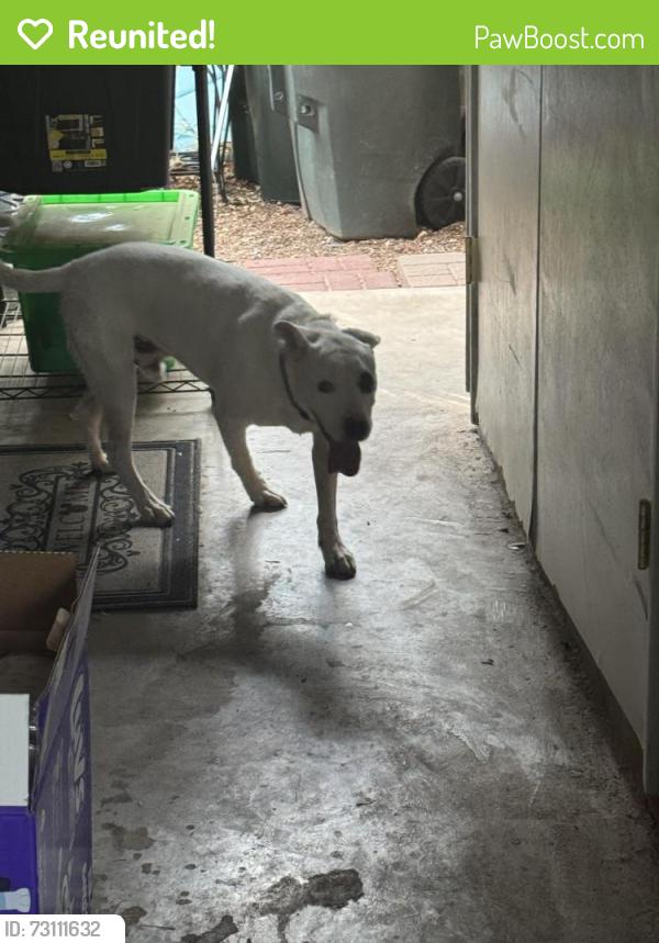 Reunited Male Dog last seen Near S Camino Seco, Tucson, AZ 85710, USA, Tucson, AZ 85710