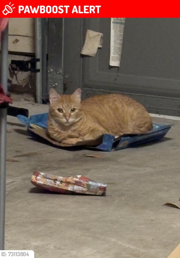 Lost Female Cat last seen grand vista and majestic vista, Fort Bend County, TX 77407