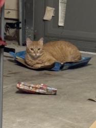 Lost Female Cat last seen grand vista and majestic vista, Fort Bend County, TX 77407